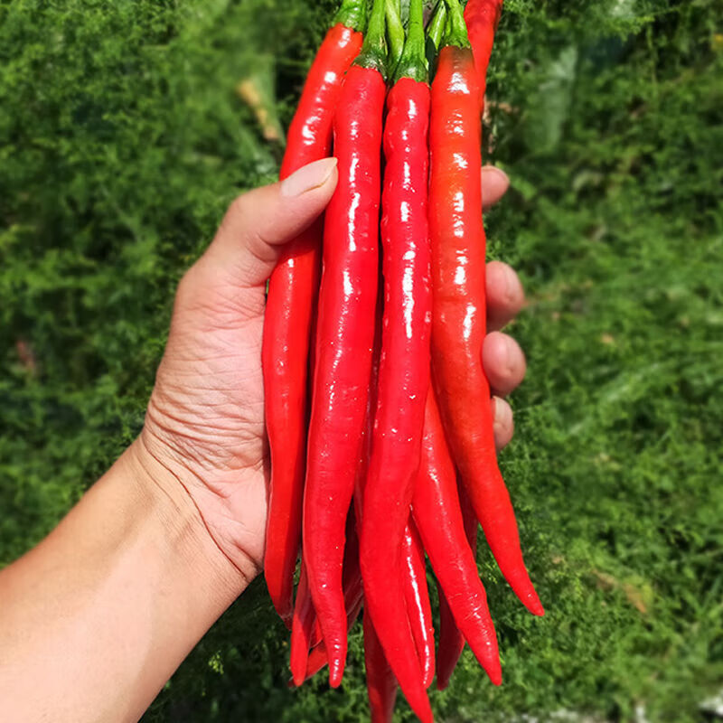 二芽新鲜美人椒 红辣椒 中微辣红尖椒炒菜香辣调味 3斤 红辣椒