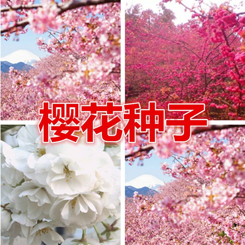风景树行道树观赏樱花种子嫁接日本樱花垂枝樱花树种早樱晚樱花种子QCDD 樱花半斤