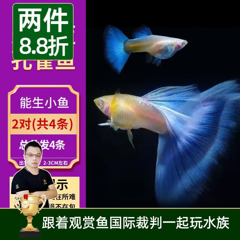 美人雾孔雀鱼观赏鱼活体凤尾鱼斗鱼宠物活体小型热带鱼活体活鱼 天空蓝2对（3cm左右）高性价比高么？