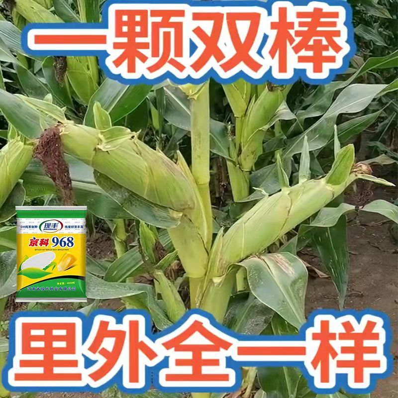 京科968国审玉米种子大全批发双胞胎矮杆大棒角质马牙苞米抗旱耐涝抗