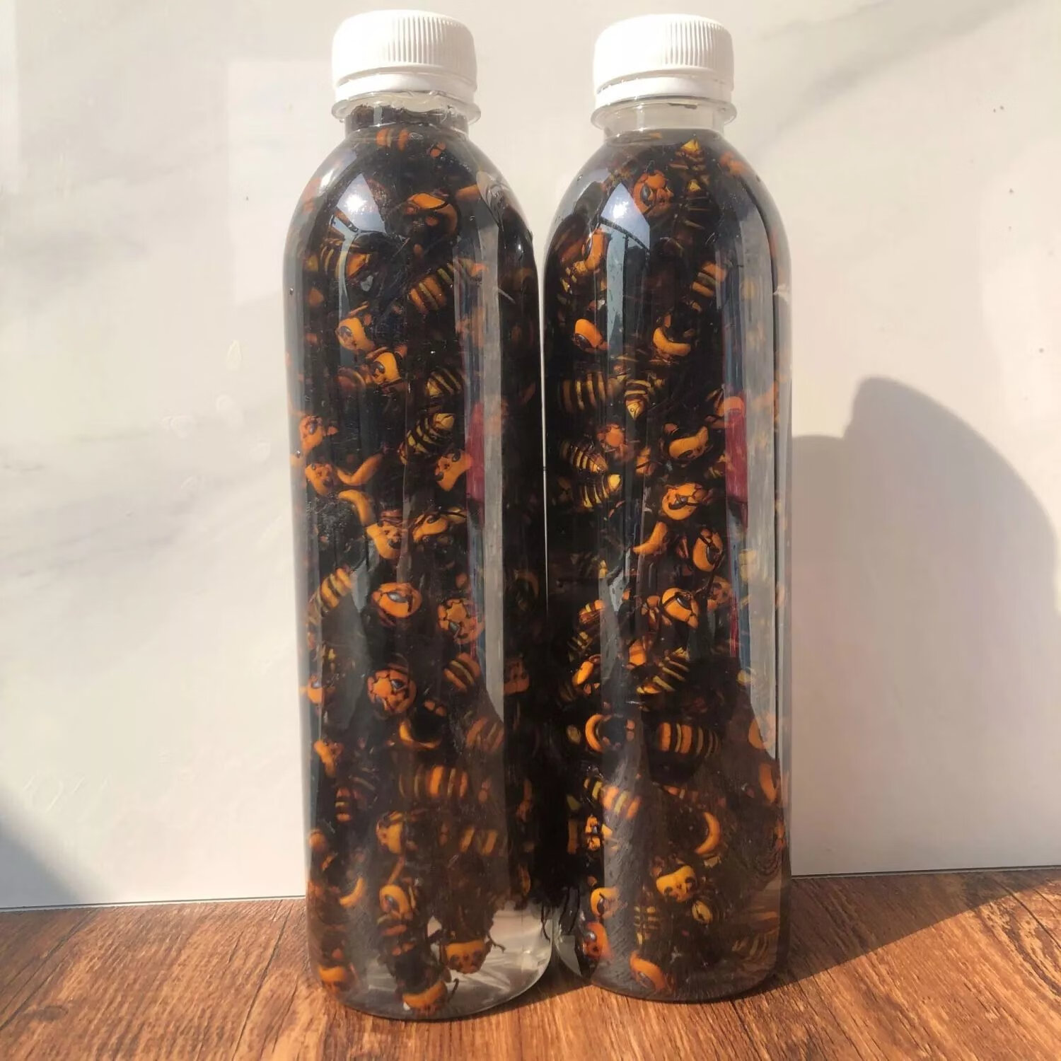 泡金环大马蜂鸡笼蜂土地蜂老胡蜂大黄蜂黑蜂 100只虎头蜂【冷冻散装】