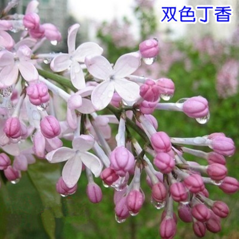 怎么看苗木的价格走势曲线|苗木价格走势图