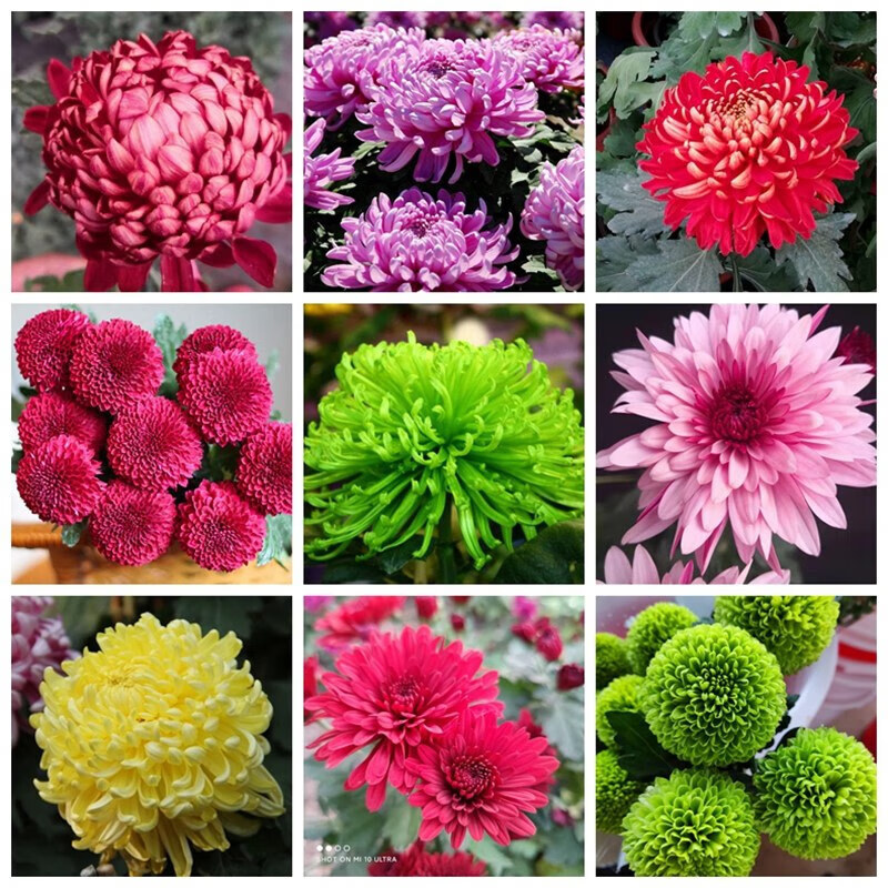 1-菊花颜色品种随机一颗(不含盆) 1