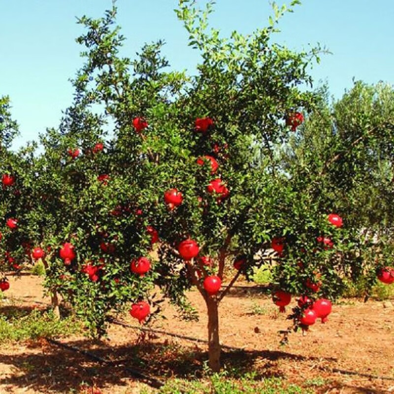 凝慧石榴树苗庭院地栽石榴树带土球南北方栽种果树苗公园街道绿化苗