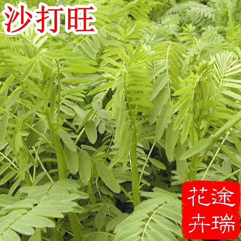 【梦里丹】沙打旺种子多年生牧草绿肥草护坡草耐寒耐旱耐盐碱种子饲料