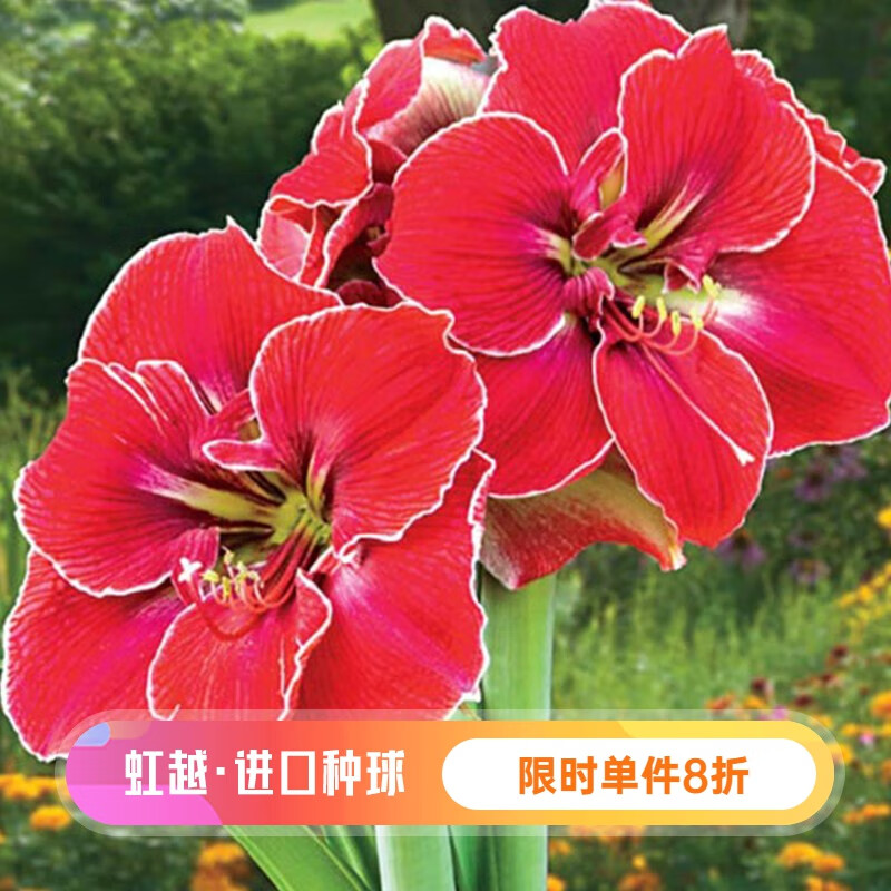 虹越(hongyue)进口荷兰朱顶红裸球 庭院多年生球根花卉 神奇(30/32)