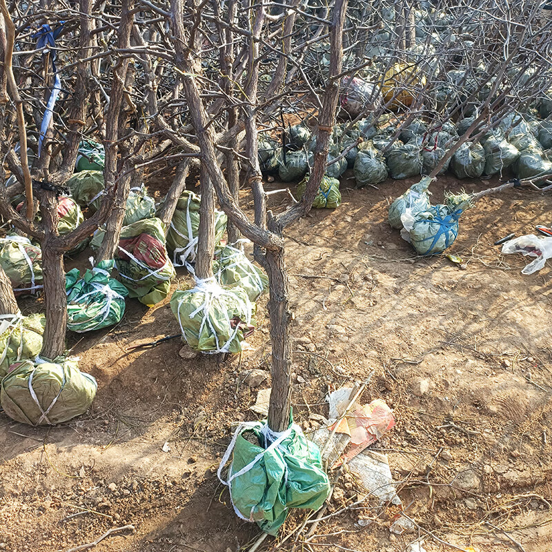 晨筑特大枣树活苗带土球老桩脆甜沾化冬枣庭院果树盆栽地栽嫁接枣树苗