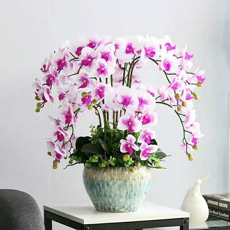 【精选】蝴蝶兰花苗盆栽带花苞花剑室内客厅花卉植物四季好养开花绿植