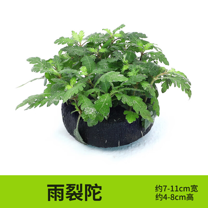 鱼草 相关京东优惠商品 4 价格图片品牌优惠券 虎窝购 鱼草 相关京东优惠商品 4 价格图片品牌优惠券 虎窝购