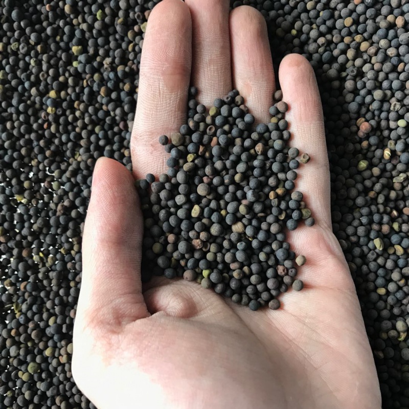 骏楷园林果园绿肥种子光叶紫花苕长柔毛野豌豆毛苕子养蜂蜜源植物骏楷