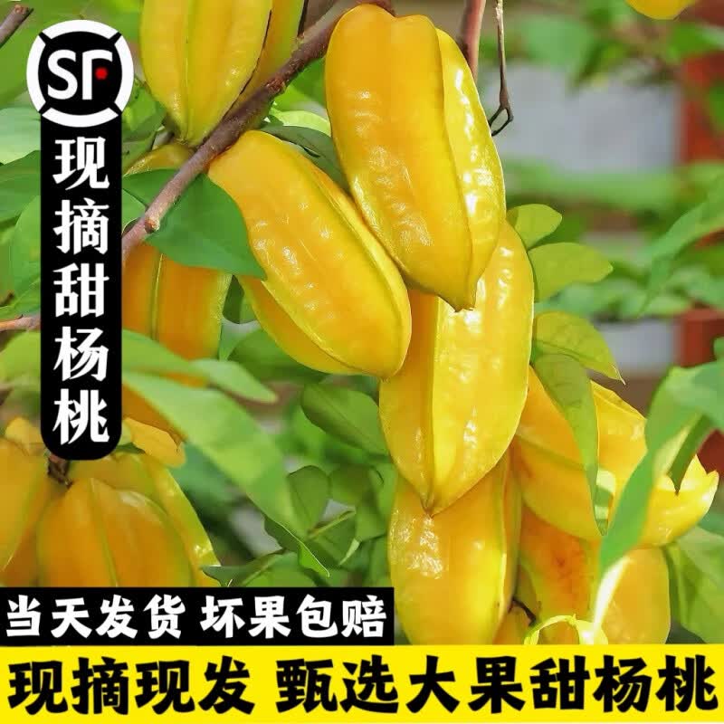 星派果（XINGPAIGUO）2023现摘福建漳州甜杨桃5斤新鲜孕妇水果应当季树上熟五角星阳桃 3斤 发普通快递使用感如何?