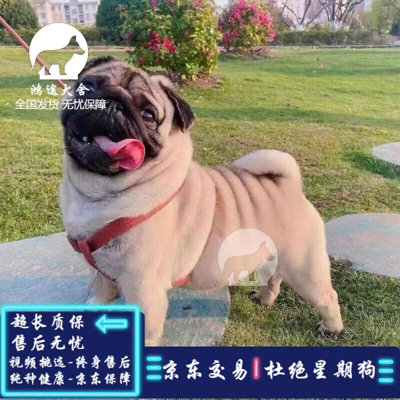 纯种巴哥犬幼犬活体宠物狗狗小型短毛巴哥犬小短腿八哥狗狗幼犬 宠物