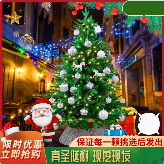 春沭真的圣诞树盆栽真树活的挪威云杉真正的诺贝松真树松树圣诞节绿植 精选50-60cm圣诞树真树 不含盆