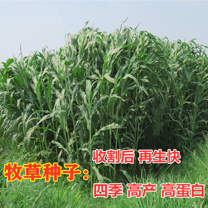 牧草种子南北方型大力士甜高粱饲用牛羊鱼草籽种子四季种植 进口饲用