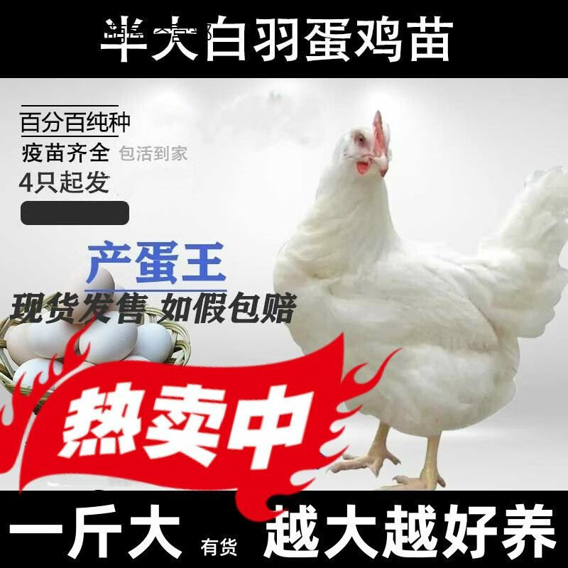 白来航鸡活苗白羽蛋鸡脱温苗小鸡苗母鸡公鸡土鸡苗活鸡产蛋鸡白皮