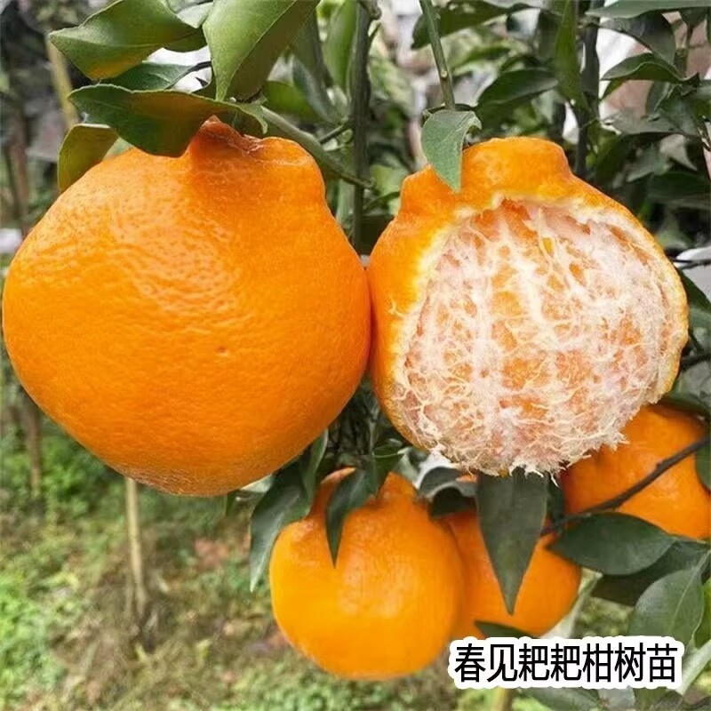 歐悟春見耙耙柑樹苗桔子苗盆栽地栽庭院南方北方種植橘子樹苗當(dāng)年結(jié)果 15年苗庭院別墅種植