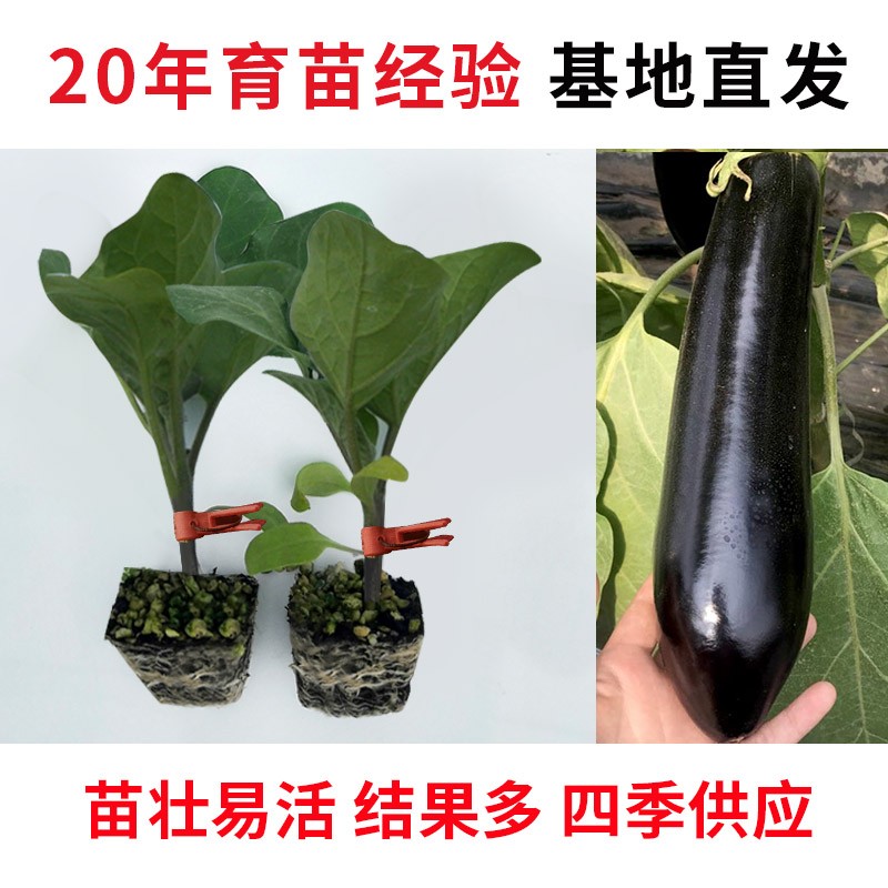 白茄子 相关京东优惠商品 3 价格图片品牌优惠券 虎窝购