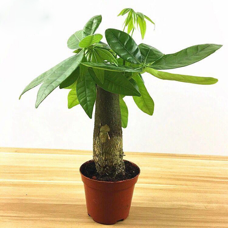 室内客厅发财树盆栽摇钱树鸭脚木平安树花卉植物绿植荷花竹 发财树 带