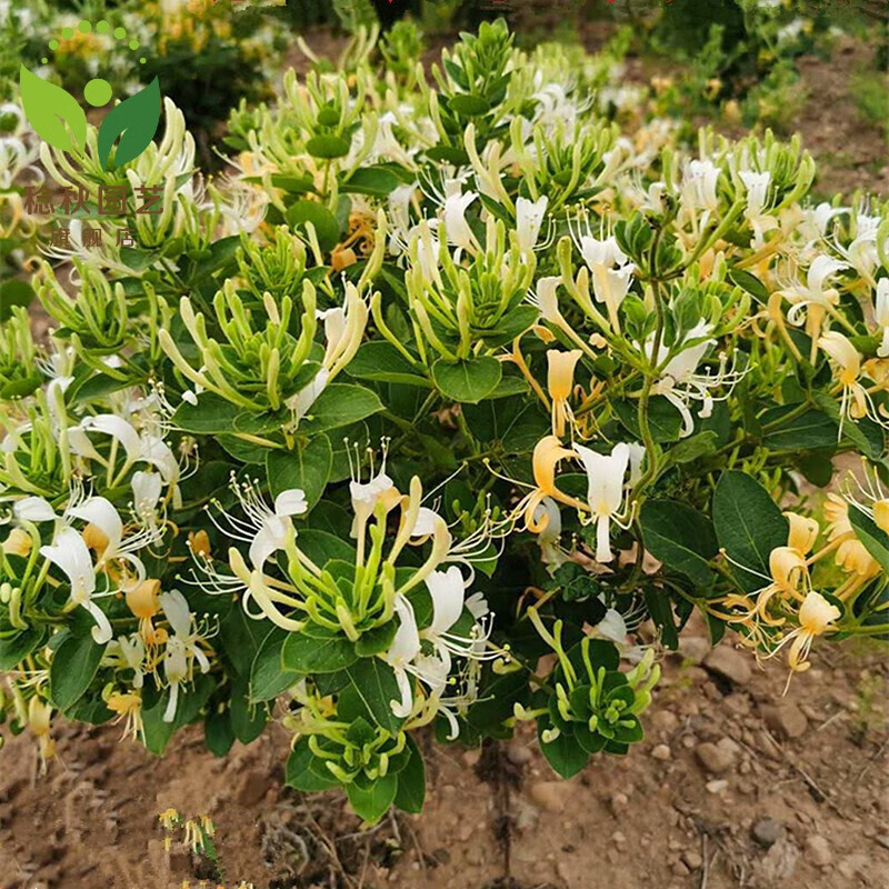 稔秋金银花树苗盆栽地种浓香花卉爬藤植物庭院室内 黄白色金银花 三年