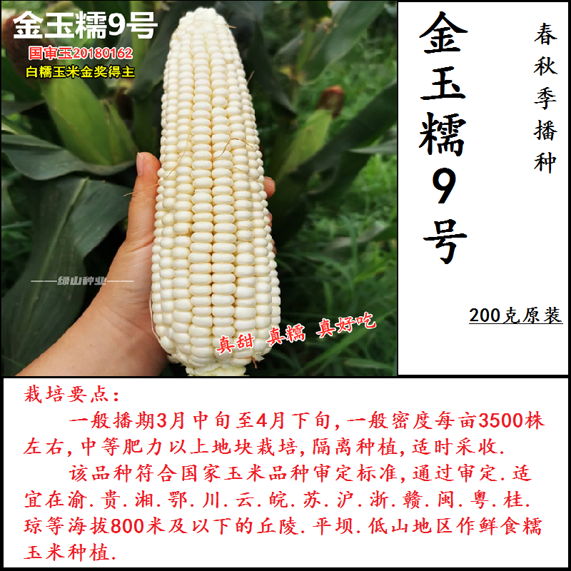 玉米种子大全超甜香糯包谷种籽早熟鲜食水果苞米春四季蔬菜种子 金玉