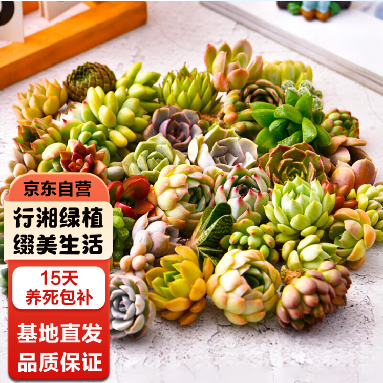 ���ڲ������������ֲ��������ֲ  ����30�Ų��ظ�+����������+Ҭש�� Դͷֱ�� 28.9Ԫ