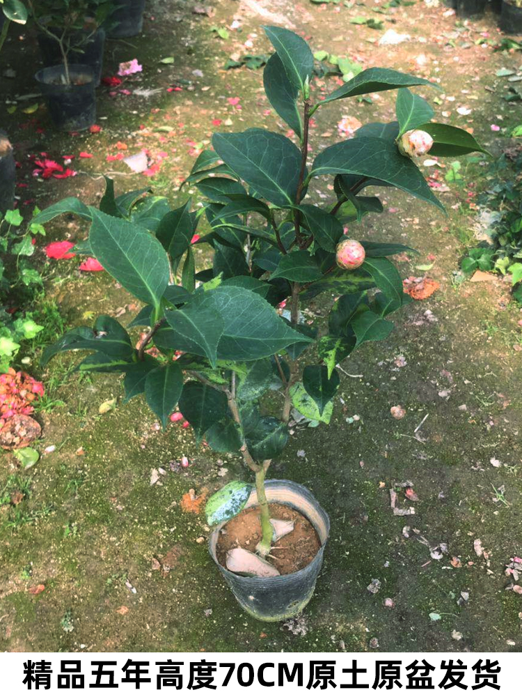 花卉绿植盆栽带花苞名贵品种粉霞茶花大型粉色好养易活室内外高档庭院