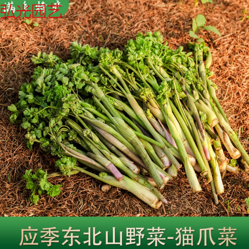 东北山菜山野菜猫爪子野菜新鲜蘸酱菜250克4份顺丰