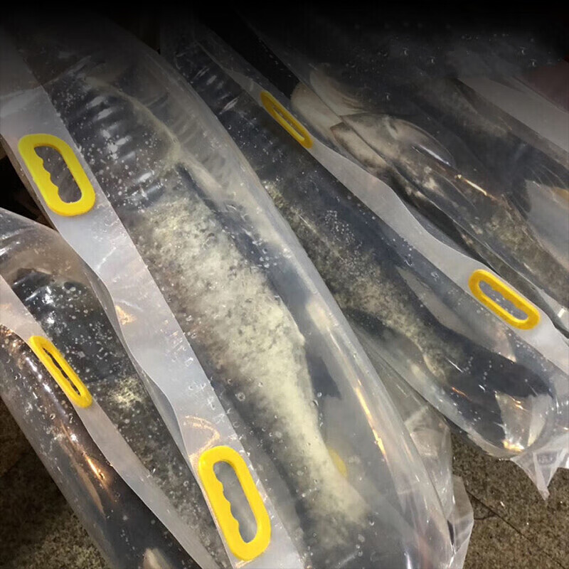 千岛湖活鱼鳙鱼新鲜大鱼头活体胖头鱼鲜活大头鲢活鱼花鲢1500g