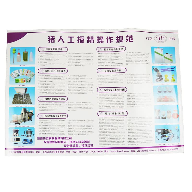 猪人工授精规范挂图 猪人工授精流程图 猪场用挂图
