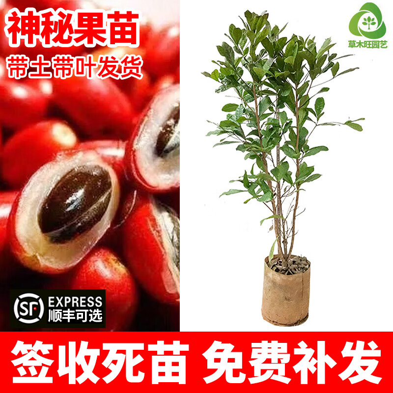 草木旺神秘果苗非洲神秘果树苗神奇果梦幻果树苗四季开花结果树 神秘