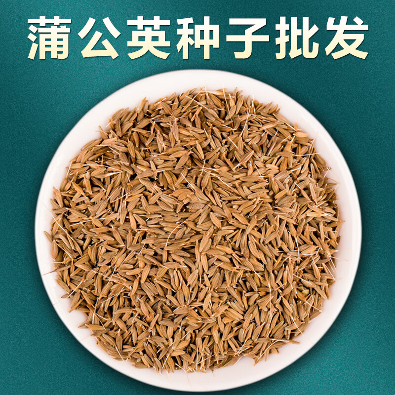 蒲公英种籽中药材蒲公英种子根食用婆婆丁籽四季蔬菜盆栽 蒲公英种子