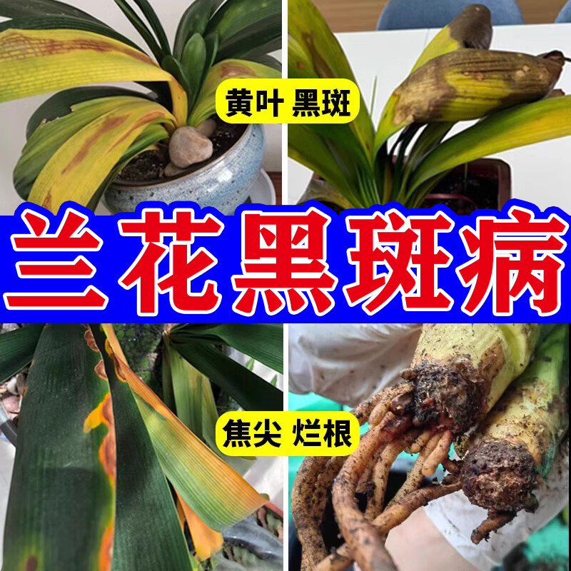 活之语兰花黑斑病药专用防黄叶干尖烂根肥料治黄叶焦尖发黄锈斑杀菌药