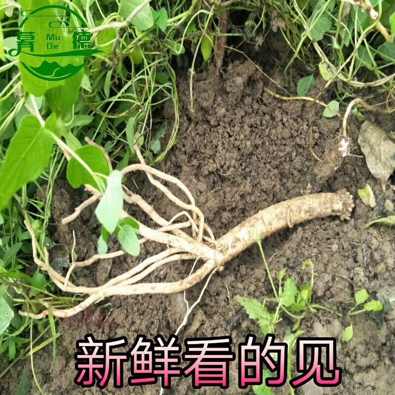 党参新鲜党参鲜500g野党生农家自采党参2020泡酒党参煲汤新鲜