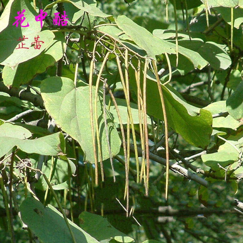 梓树种子  河楸 臭梧桐 黄花楸 水桐楸 木角豆 黄金树种子臭梓树 梓实