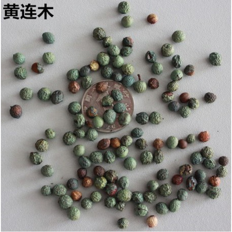 林木种子黄连木种子 黄连木 当年新种子 出芽率高 亩播净籽5公斤 优选