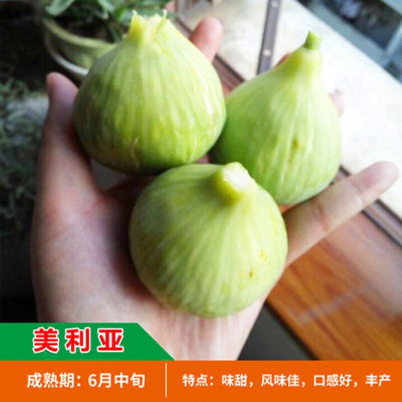 特大果无花果庭院阳台盆栽地栽南北方果树苗苗木植物 美利亚6年大苗