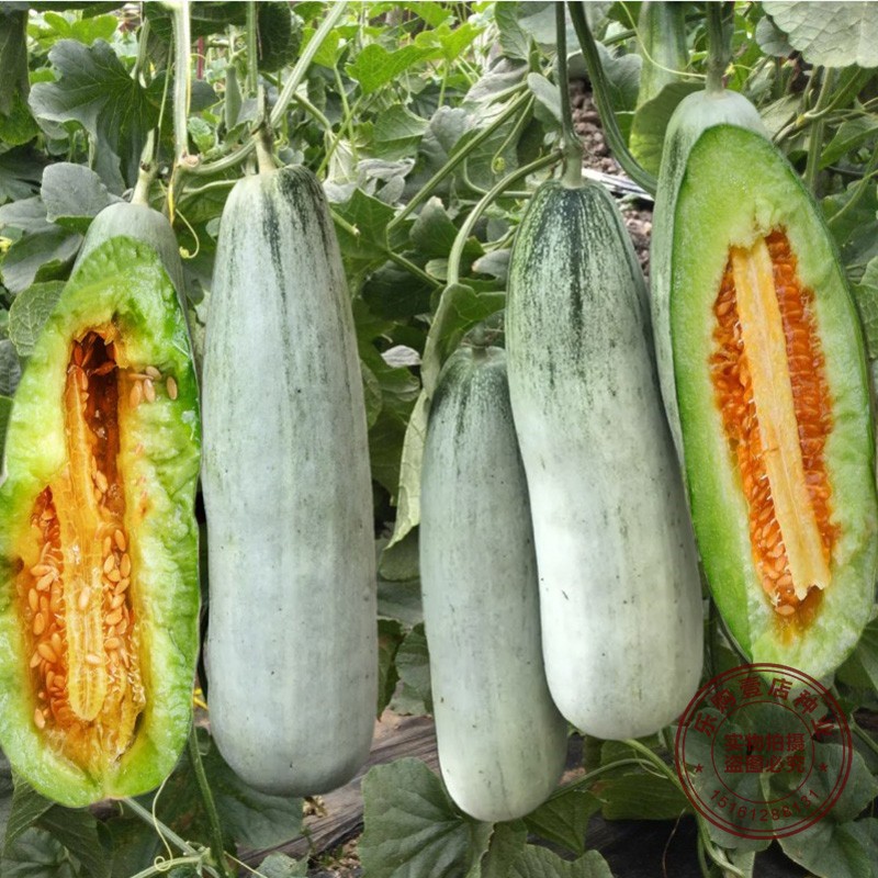 羊角蜜种子甜瓜种籽羊角酥西瓜香瓜种孑早熟品种四季瓜果蔬菜种子