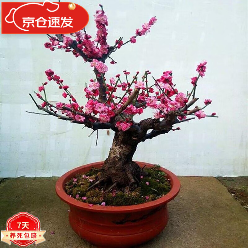 一花之秋 红梅盆景树桩盆栽梅花老桩耐寒植物地栽腊梅室内绿植耐寒