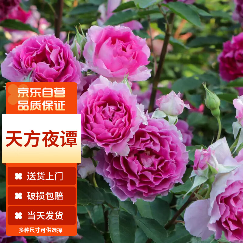 分析花卉价格走势|花卉价格走势图