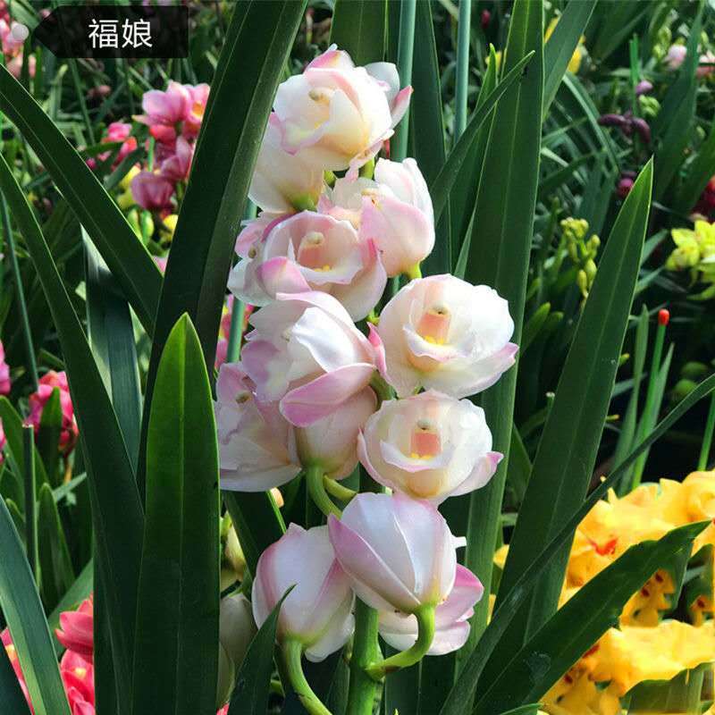 兰花】兰花苗建兰大花蕙兰室内盆栽花卉浓香型花苗四季开花 z12福娘 6