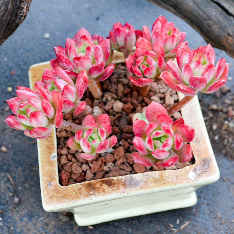 红稚莲群生老桩云南露养多肉花植物组合盆栽超萌肉肉新款 【云南露养
