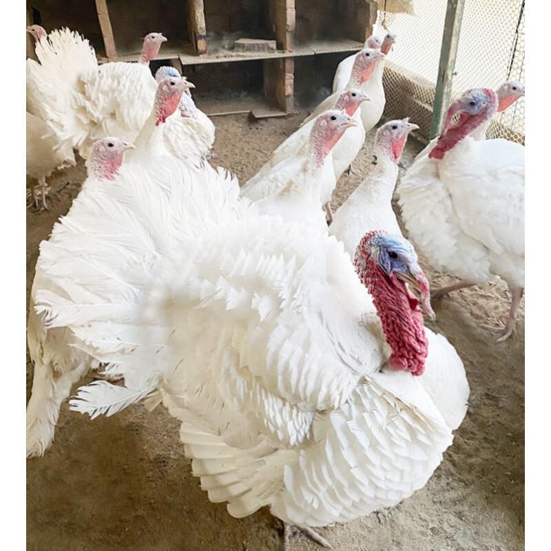 豆乐奇(douleqi)纯种尼古拉700系火鸡种蛋受精蛋可孵化青铜贝蒂娜苗种