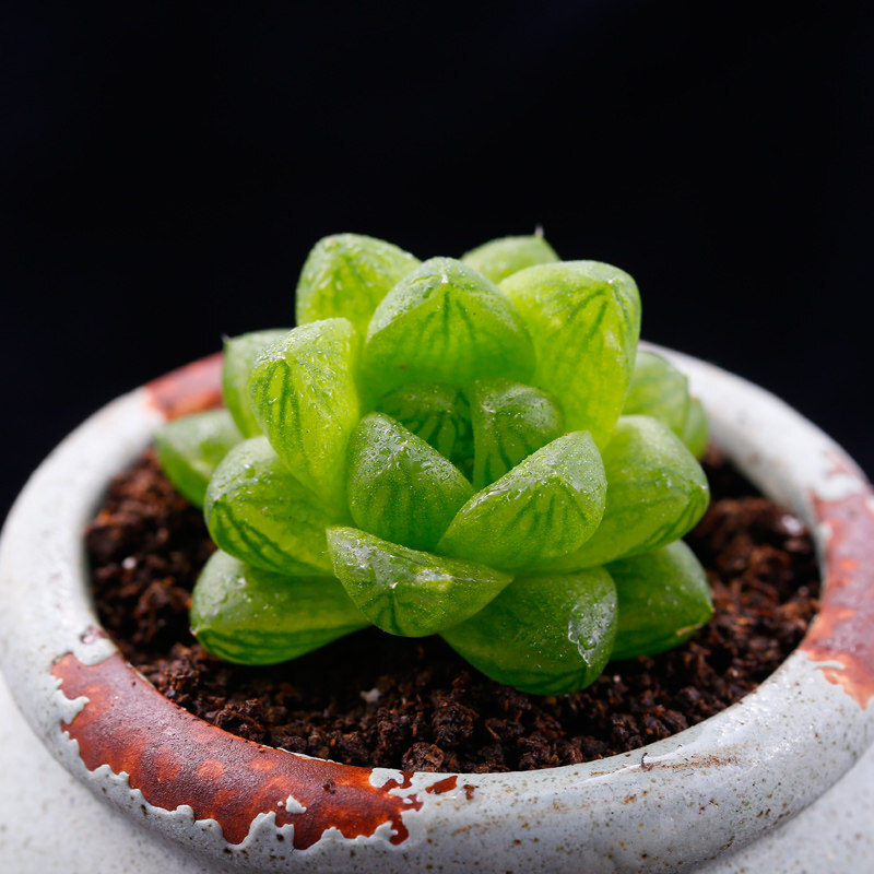多肉植物好养萌肉多多盆栽稀有新品种 玉露 4-6cm 不含盆