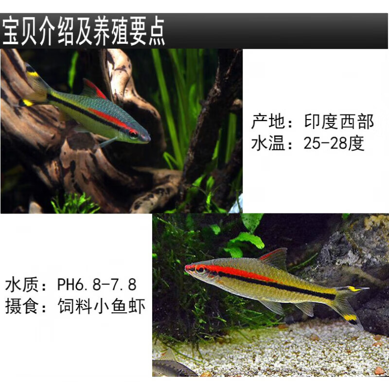 达泽侠一眉道人鱼观赏鱼活体红眉道人热带鱼草缸红绿灯鱼包活 一眉