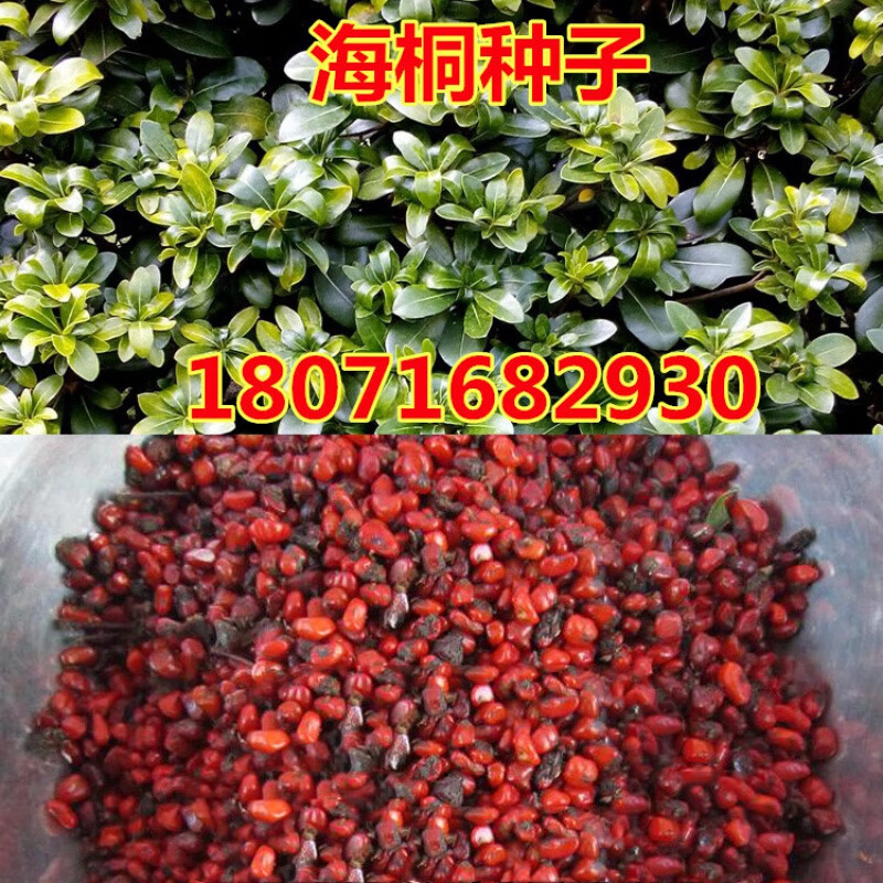 新采海桐种子海桐花山矾七里香种子宝珠香山瑞香种子林木种子 海桐