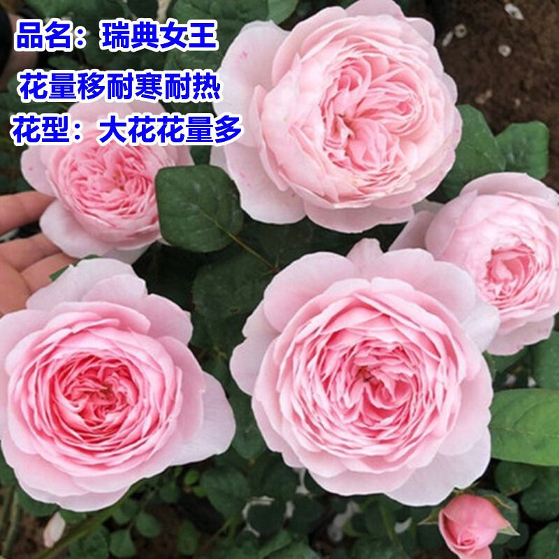 瑞典女王 80到90厘米左右