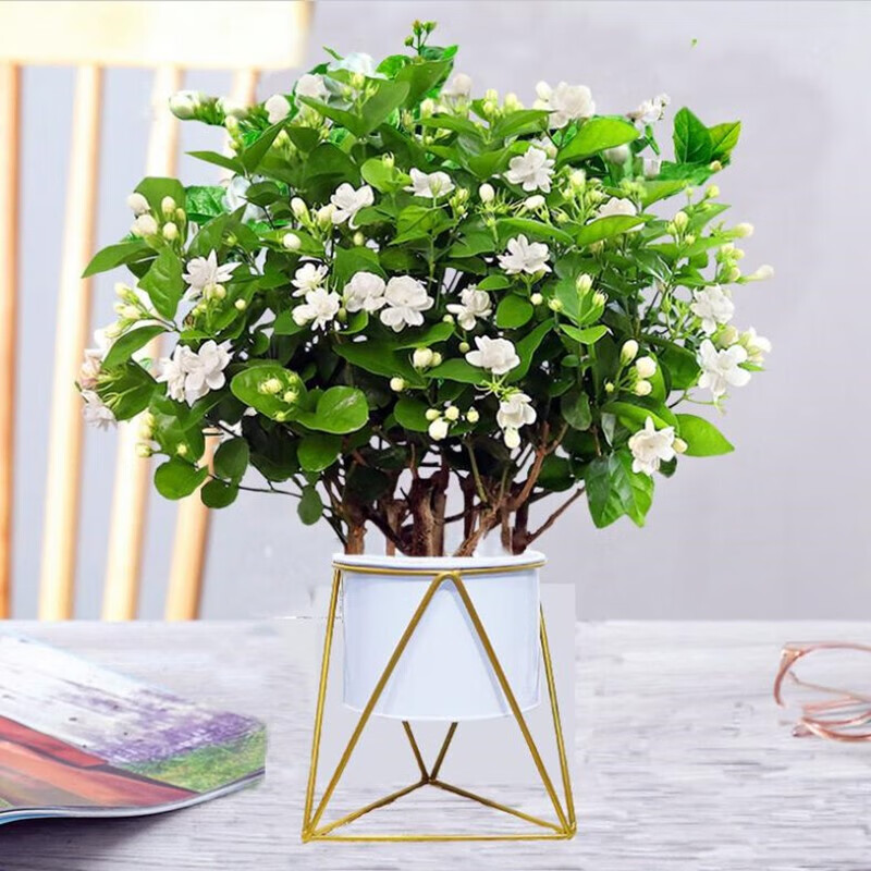 花苗白茉莉盆栽重瓣茉莉苗绿植花卉室内盆栽花卉盆栽不含花盆 白茉莉