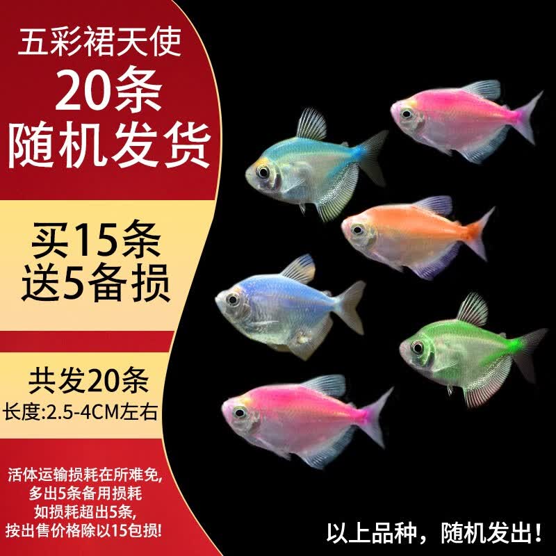 天使鱼活体观赏鱼小型热带冷水淡水鱼好养耐活七彩神仙鱼 【20条随机】2.5-4cm五彩裙天使使用感如何?