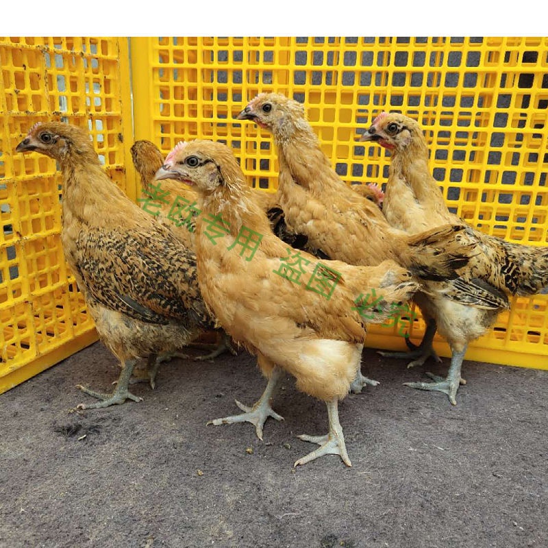 草鸡散养小鸡仔脱温半大鸡家养下蛋鸡批发零售 半斤土鸡苗买6只实发8