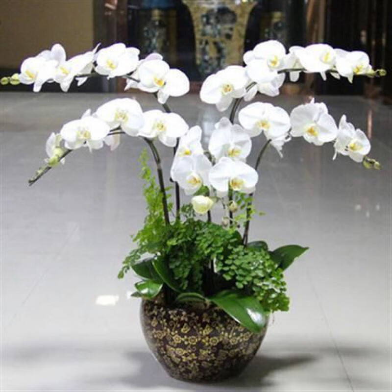 【精选】蝴蝶兰花苗盆栽带花苞花剑室内客厅花卉植物四季好养开花绿植